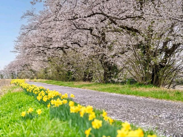A Cherry Blossom Tunnel Straight Outta a Dream