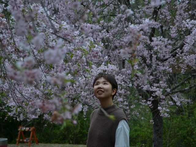 春の絶景！桜に包まれる智者の丘公園へ