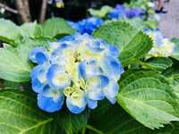 台北｜陽明山繡球花季起跑 一個月花期限定絕美花海
