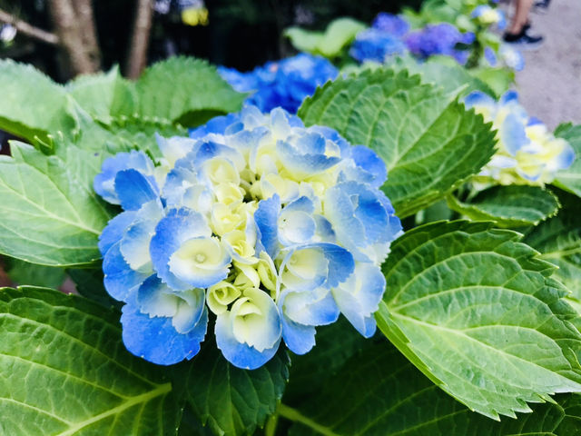 台北｜陽明山繡球花季起跑 一個月花期限定絕美花海
