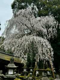 Nara Deer Park: Where Nature, Culture, and Sacred Deer Meet