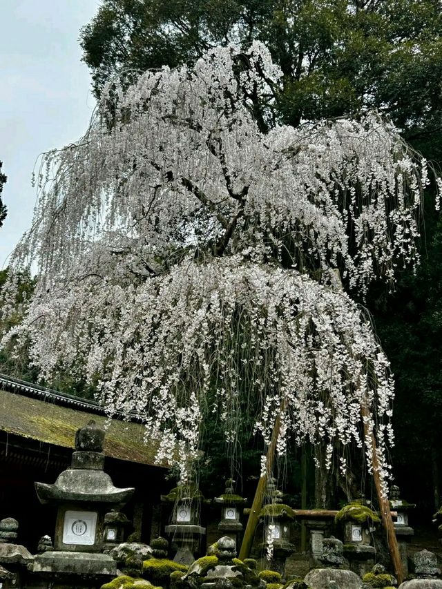 Nara Deer Park: Where Nature, Culture, and Sacred Deer Meet