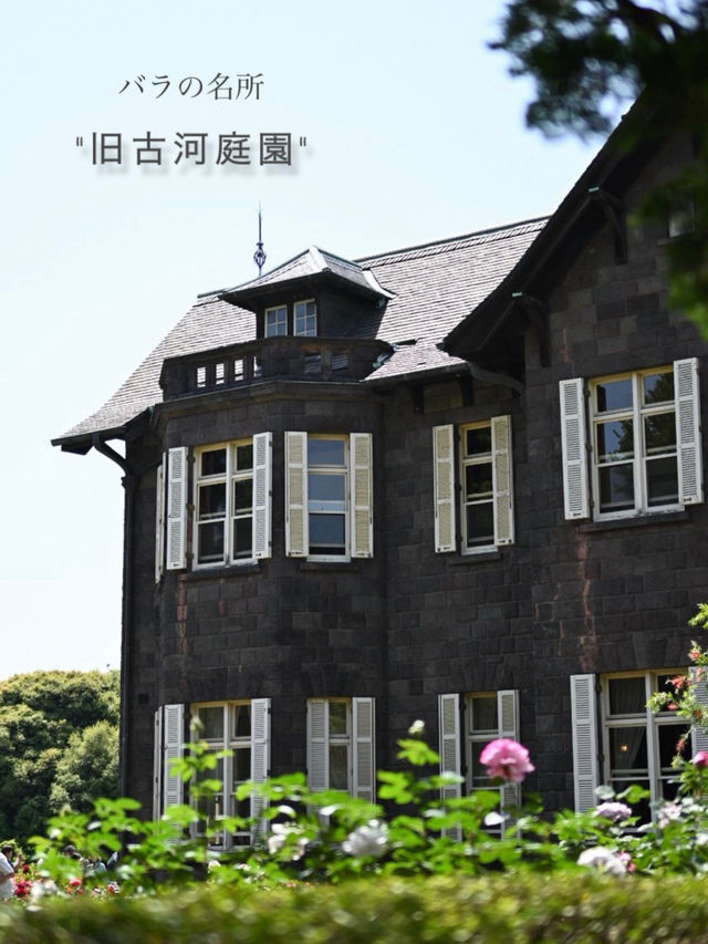 【東京/上中里】東京のバラの名所"旧古河庭園"