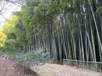 Boseong Tea Plantation – Worth the Journey for These Green Views