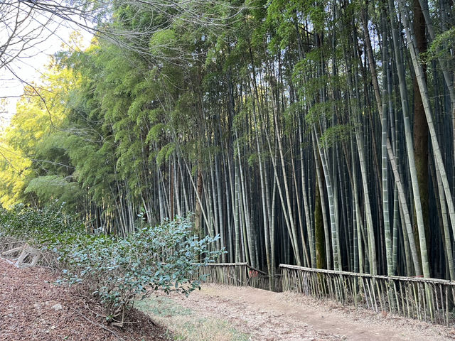 Boseong Tea Plantation – Worth the Journey for These Green Views
