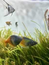 Dive into Wonder: A Day at Lotte World Aquarium