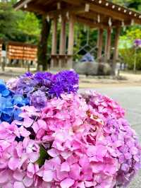 【福岡観光】今年も見たい❁⃘神社の紫陽花祭り♡