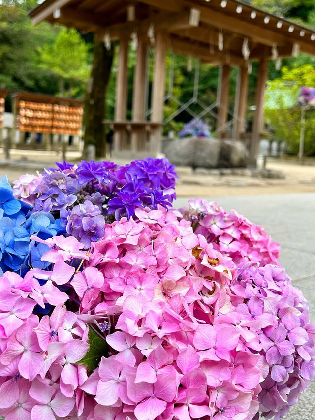 【福岡観光】今年も見たい❁⃘神社の紫陽花祭り♡