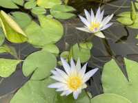 Beautiful Adelaide botanical garden