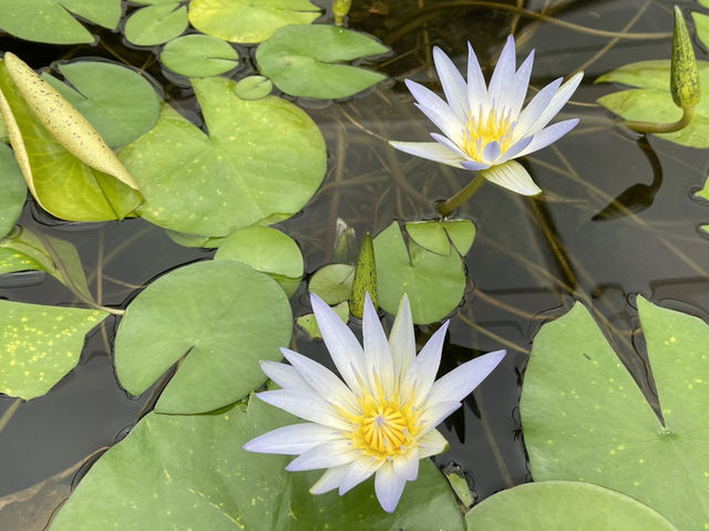 Beautiful Adelaide botanical garden