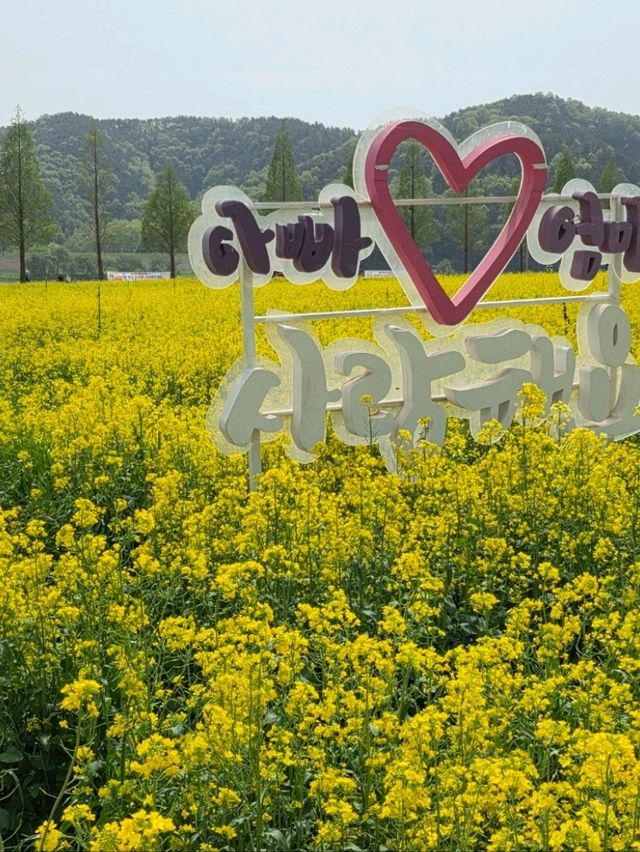 봄날의 노란 물결 속으로!