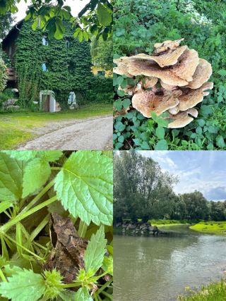 Wallsee-Sindelburg is a picturesque 