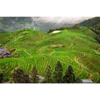 Nature’s Green Rollercoaster
