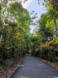 Tropical Oasis: Singapore Botanical Gardens