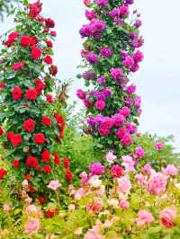 Keisei Rose Garden – Japan’s Blooming Paradise of Roses