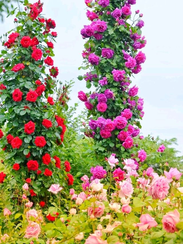 Keisei Rose Garden – Japan’s Blooming Paradise of Roses