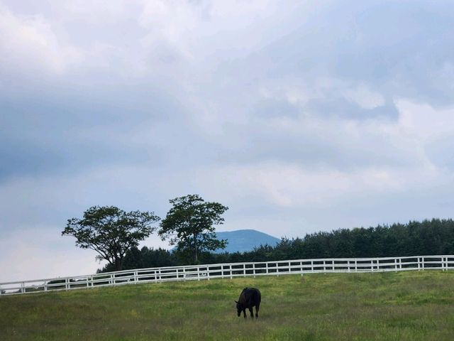 제주 목장 투어 - 마사회 제주 목장 (경주마 교배지)