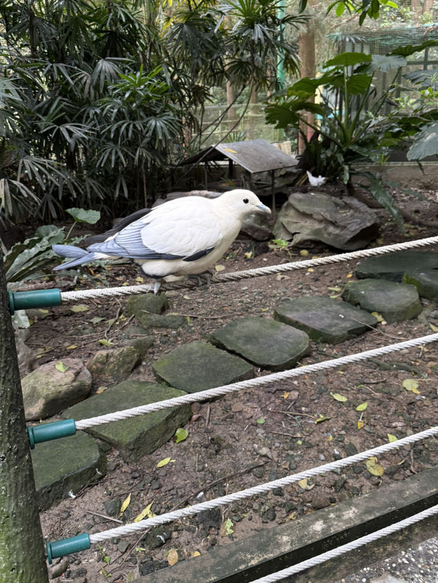 南投鹿谷｜鳳凰谷鳥園