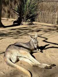 ออสเตรเลีย🇦🇺