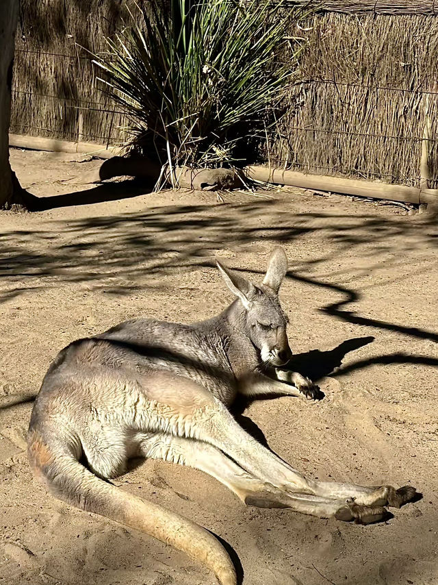 ออสเตรเลีย🇦🇺