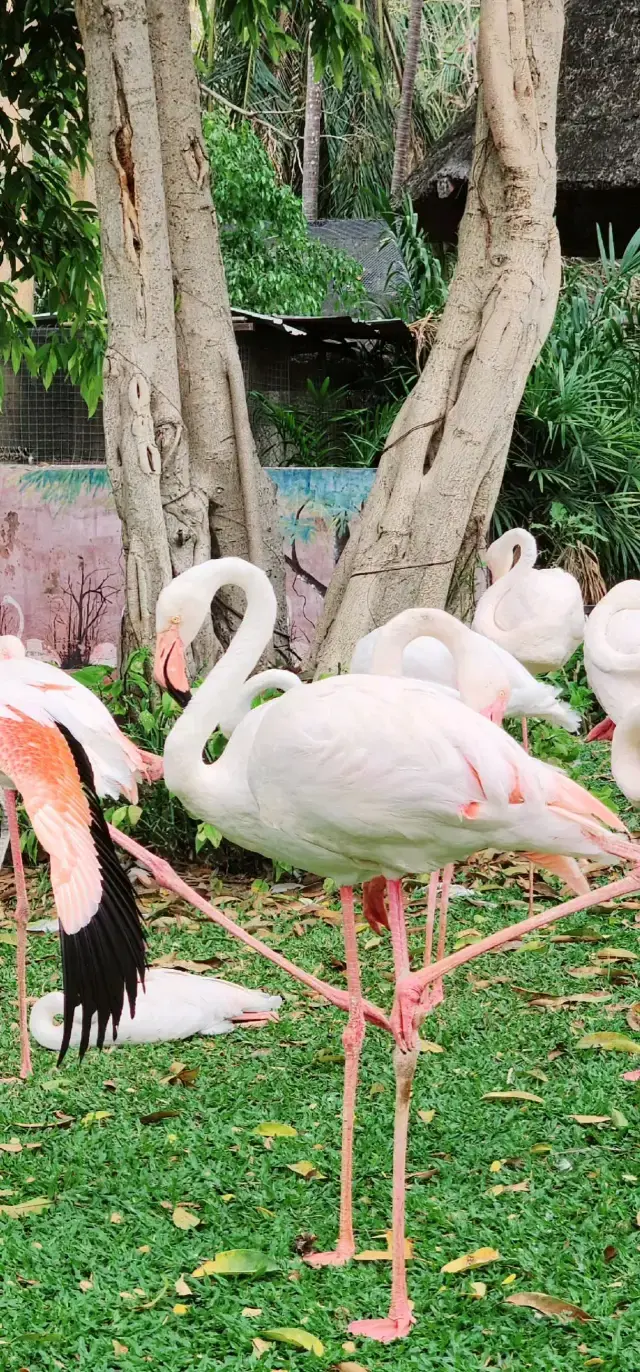 Close to nature at Khao Kheow Open Zoo 