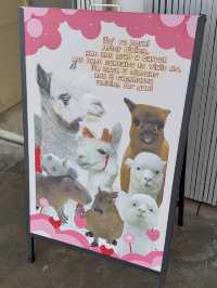 Capyba Cafe Skudai: Feed Alpacas, Meet a Capybara & Try the Cutest Pudding