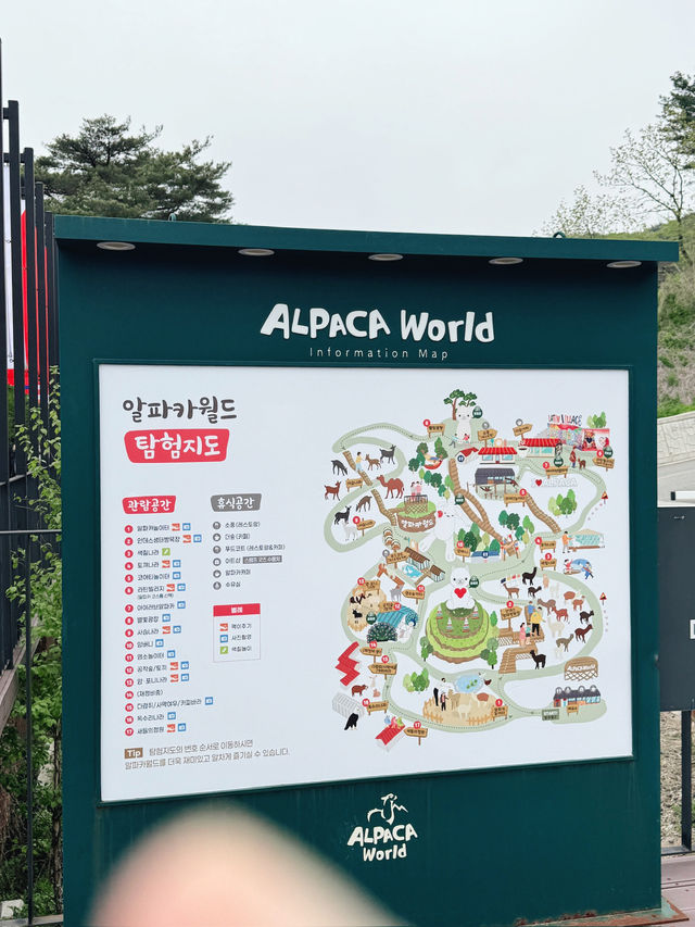  🦙 알파카월드 여행기  “귀여움 폭발! 알파카와 눈맞춤한 힐링 여행 코스”