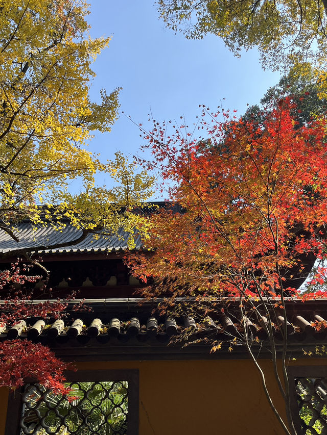 หางโจวใบไม้เปลี่ยนสี 🍂🍁