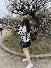 🌸 สวนต้นท้อ (Osaka Castle Plum Grove) 🌸