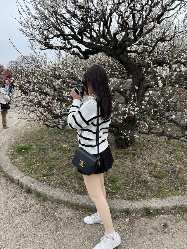 🌸 สวนต้นท้อ (Osaka Castle Plum Grove) 🌸