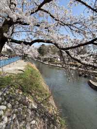 歴史と自然が調和する城下の憩い🌸 富山城址公園で静かなひととき