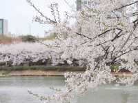 ชมซากุระที่ ทะเลสาบซอกชน (Seokchon Lake)
