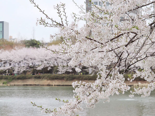 ชมซากุระที่ ทะเลสาบซอกชน (Seokchon Lake)