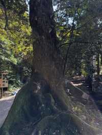 縁結びの聖地へ🌿氣多大社で心を整える神社旅