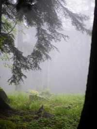 🌲神秘の森で癒しの時間を。黒い森で自然と心がつながる旅🍃