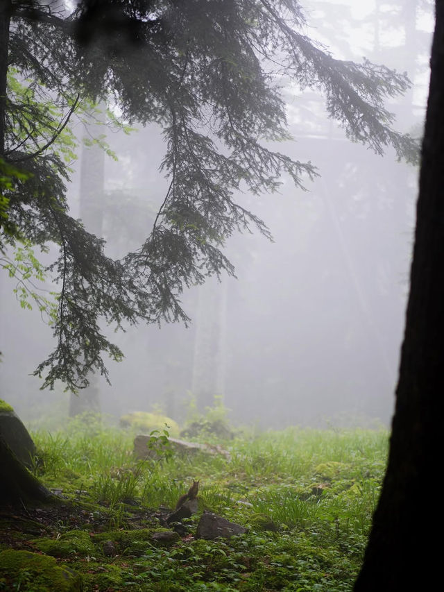 🌲神秘の森で癒しの時間を。黒い森で自然と心がつながる旅🍃