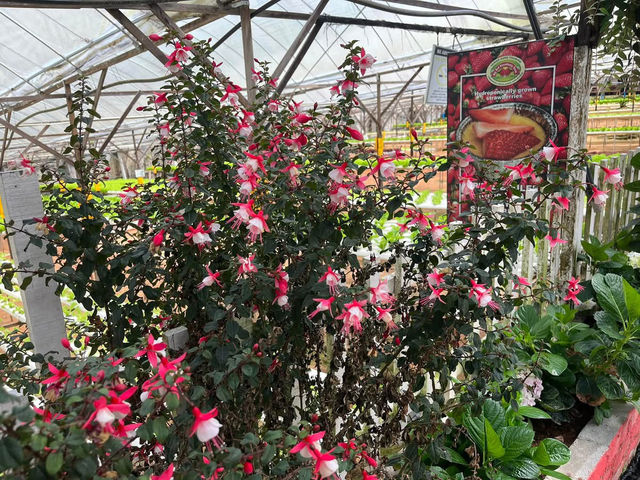 🍓Not Just Strawberries — Big Strawberry Farm, Cameron Highlands