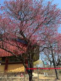 静かな時間が流れる場所、奉恩寺で心をリセット。🧘‍♀️✨