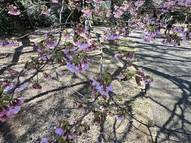🌸城市中的綠色奇蹟！《新宿御苑》四季皆美的東京祕密花園，賞櫻、避暑、療癒心靈一次到位🍁🌿 