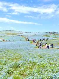 日本絕景🇯🇵在粉蝶花💜🤍海裡當一回宮崎駿主 角  
