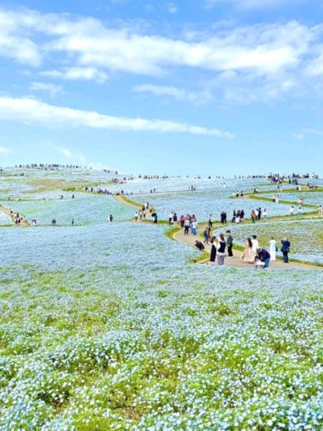 日本絕景🇯🇵在粉蝶花💜🤍海裡當一回宮崎駿主 角  
