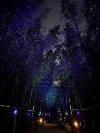 🌌 대나무 사이로 흐르는 불빛, 울산 십리대숲 야경 산책