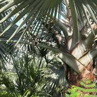 Treetop Walk at HortPark (Free & short trail)