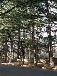 【アルメニアの小さな森の町】ディリジャン🌲