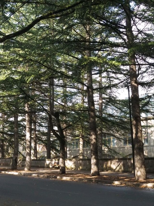 【アルメニアの小さな森の町】ディリジャン🌲