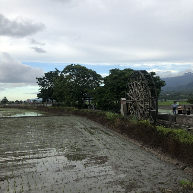 台東池上伯朗大道