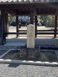 🍃 Hidden Kyoto: Zen Gardens & Tree Views