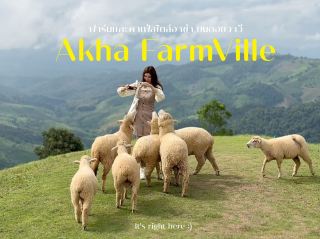 🌿 Akha Farm ดอยช้าง – ฟาร์มแกะสุดอบอุ่น 🐑