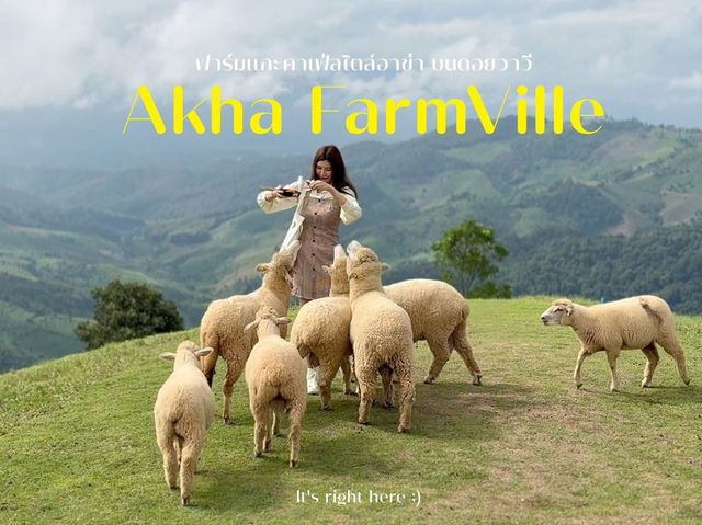 🌿 Akha Farm ดอยช้าง – ฟาร์มแกะสุดอบอุ่น 🐑