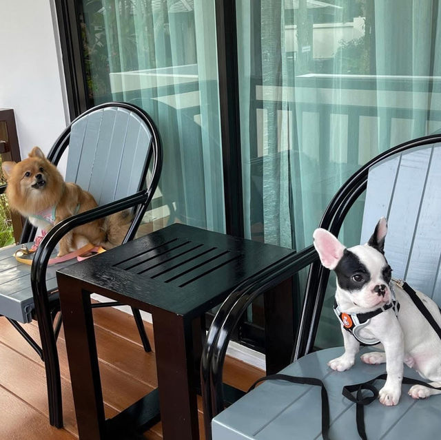 ที่พักพัทยา น้องหมาเข้าได้ 🐶🐶